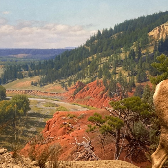 Meet your Posher, Michael ryan - Picture 2 of 2